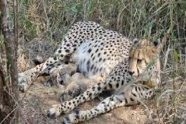 Cheetah numbers rise in India: Three new cubs born in Kuno